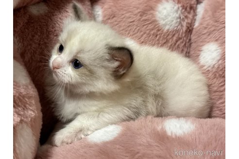 成約済の三重県のラグドール-105082の4枚目